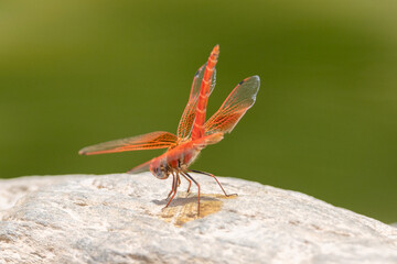 Ein Feuerlibellen Männchen am Ongongo Wasserfall in Namibia