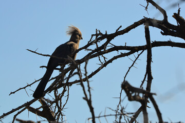 birds of africa