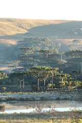 Obraz premium nascer do sol com nevoeiro entre araucárias na serra catarinense