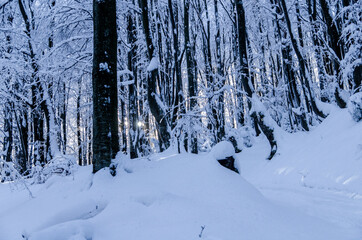 zimowy las w Bieszczadach  © wedrownik52