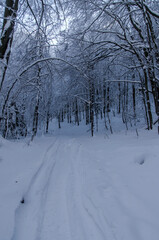 zimowy las w Bieszczadach 