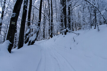 Zima w Bieszczadzkim lesie 