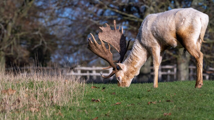 A tan deer with antlers grazing on grass 