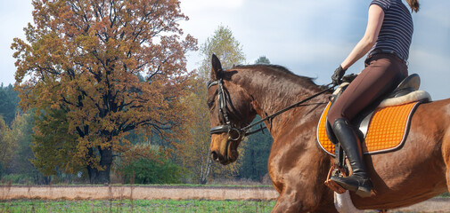 The young woman is riding a horse. Horse riding hobby. Exercises, training with a horse in an...