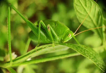 Grasshopper