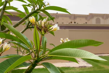 Gordijnen white and yellow frangipani tropical flower, plumeria beautiful flower blooming on tree in garden, spa flower. Selective focus © artemidovna