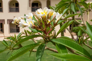 Foto op Plexiglas white and yellow frangipani tropical flower, plumeria beautiful flower blooming on tree in garden, spa flower. Selective focus © artemidovna