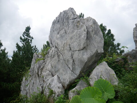 close aup white stone at the forest