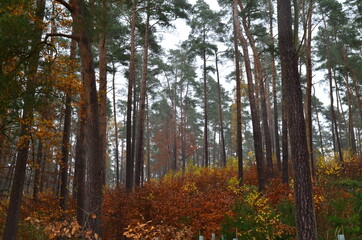 Fototapeta premium Wald - Herbstfeeling