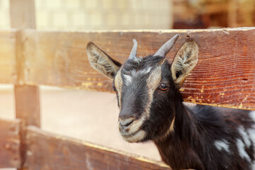 goat on the farm, goat in the zoo