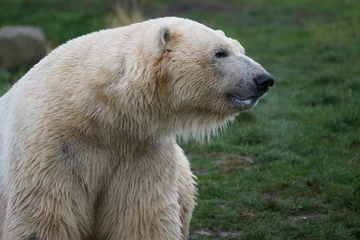 Fotobehang Polar bear © Colin