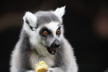 Ring tailed lemur