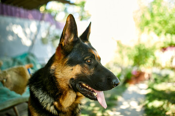 German Shepherd in profile with a protruding tongue, love dog, summer outdoor. Pet
