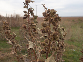 Thorn of Kalmyk steppe. Wild plant close up wiew with grey sky horizon. Harsh survival theme.