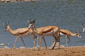 Springböcke am Wasserloch