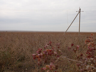A wild plant with thorns in the steppe. Close-up. Poles with electrical wires on the horizon. Travel and hunting in parks and reserves.