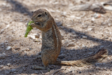 Afrikanisches Borstenhörnchen
