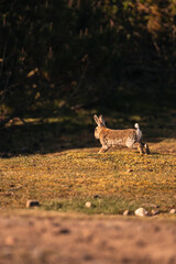 small bunny in the forest