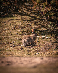 small bunny sitting in a forest