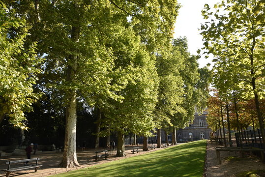 Grands platanes du jardin du Luxembourg à Paris, France