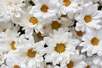 blooming white chrysanthemums close-up - 475291267