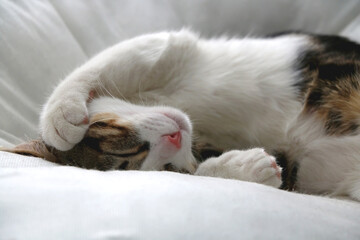 Cute tabby cat sleeping on a bed. Selective focus.