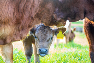 Kalb - Kälbchen - Allgäu - niedlich - säugen