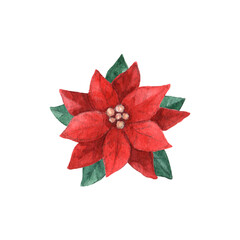 Red poinsettia plant with leaves. Christmas holiday decorative design element. Watercolor hand painted illustration isolated on white background.