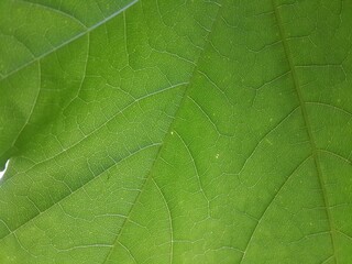 Obraz na płótnie Canvas Maple leaf close-up