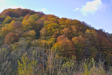 Fototapeta premium Autumn mountain landscape - yellowed and reddened autumn trees combined with green needles and blue skies. Colorful autumn landscape scene in the Ukrainian Carpathians.