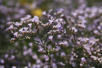 Wild blue flowers close-up
