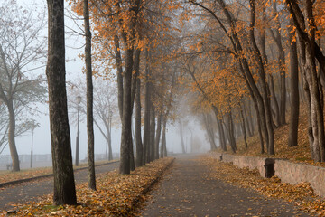 City park in the autumn, foggy morning. Gomel, Belarus.