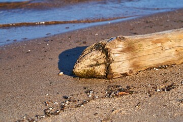 an abstract trunk of an old tree on a sandy shore - 475292678