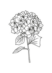 Contour drawing of a hydrangea branch. Vector isolated clipart. Minimal monochrome hand-drawn botanical design.