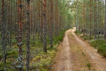 landscape of an old forest with a dirt road - 475292899