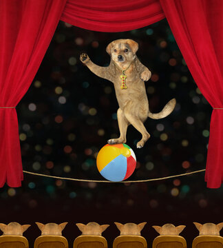 A beige dog tightrope walker in sunglasses is on a ball in a circus.