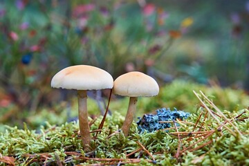 two wild mushrooms grow side by side in the forest - 475293246