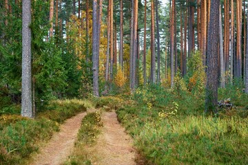 landscape of an old forest with a dirt road - 475293433