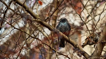 beautiful motley bird thrush sits on a tree branch - 475293899