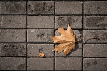 one maple leaf lies on the sidewalk - 475294261