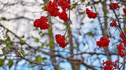 red rowan berries on branches without leaves on a blurred background - 475294423