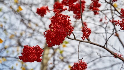 red rowan berries on branches without leaves on a blurred background - 475294471
