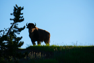 Closeup of a bison in a field covered in greenery under the sunlight and blue sky © Lloyd Martinez/Wirestock