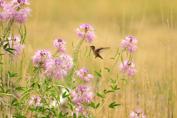 Closeup of a hummingbird flying over cleome serrulata flowers in a field © Lloyd Martinez/Wirestock