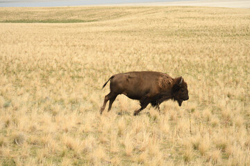 Closeup of a bison in a meadow covered in dried grass under the sunlight © Lloyd Martinez/Wirestock
