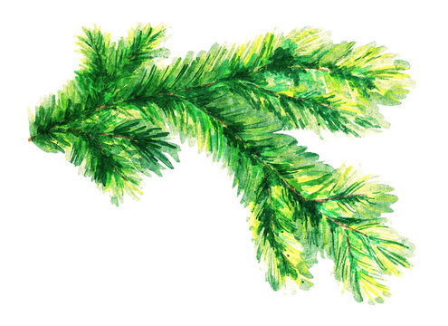 Spruce branch. Watercolor