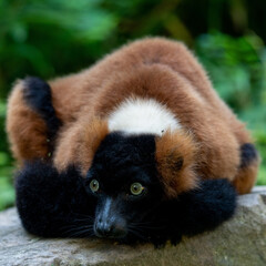Closeup shot of a cute red ruffed lemur © Matthijs Zondervan/Wirestock