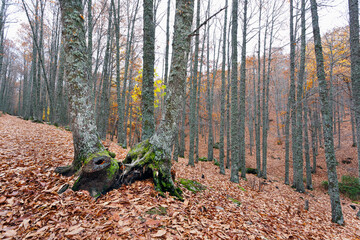 Castañar del Tiemblo. Avila. España. Europa