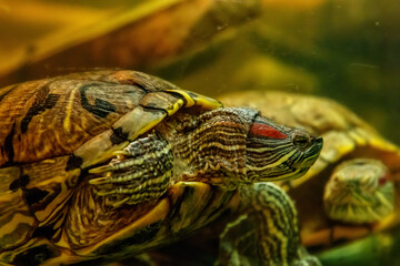 Beautiful turtle swims in the water