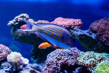 Fish Striped Surgeon Acanthurus lineatus